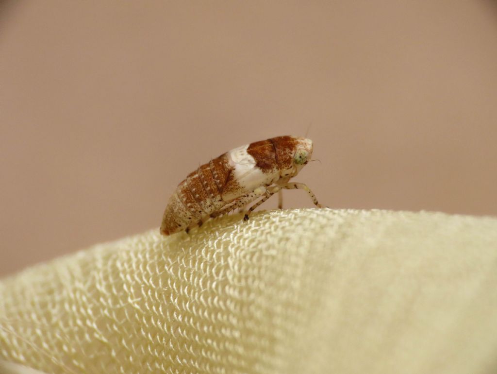 Cicadellidae?  S,  ninfa di Allygidius atomarius