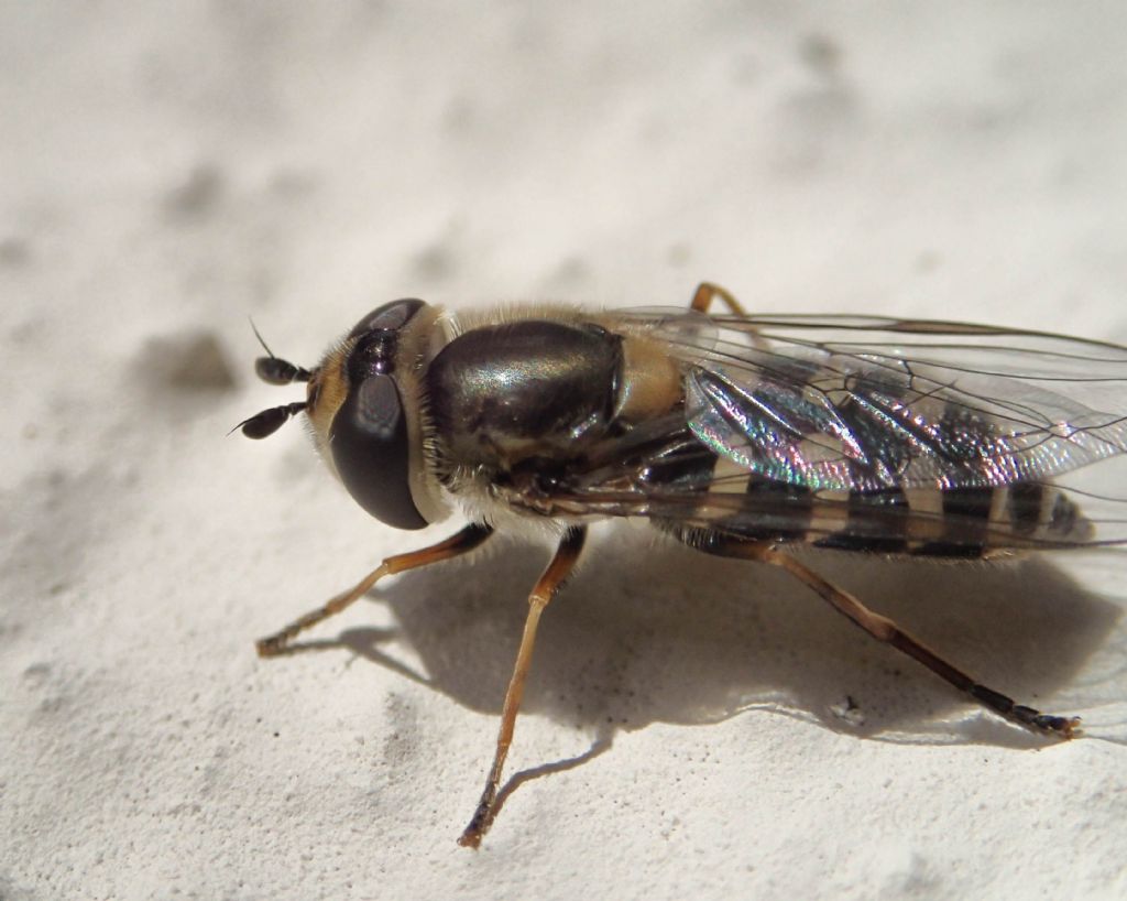 Syrphidae da identificare