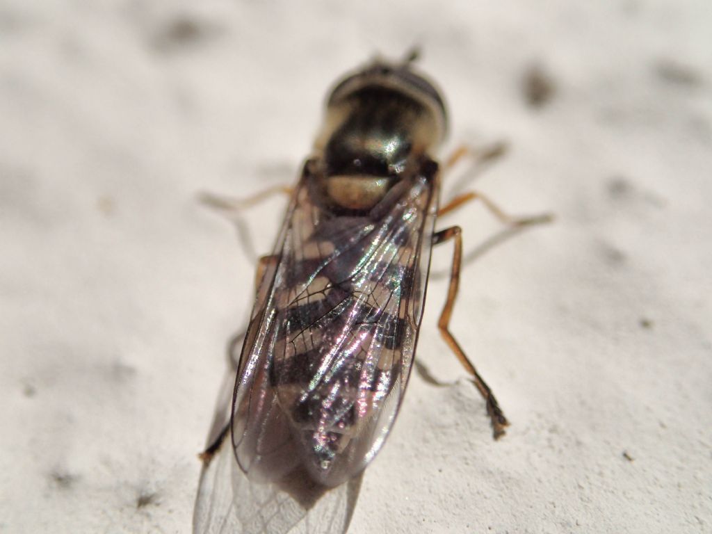 Syrphidae da identificare