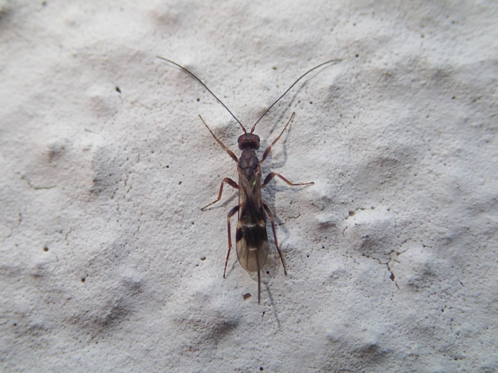 Braconidae? Sì !