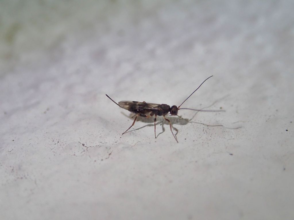 Braconidae? Sì !