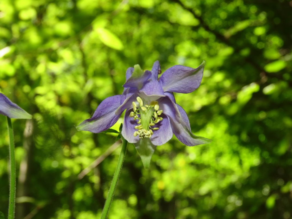 Aquilegia da identificare