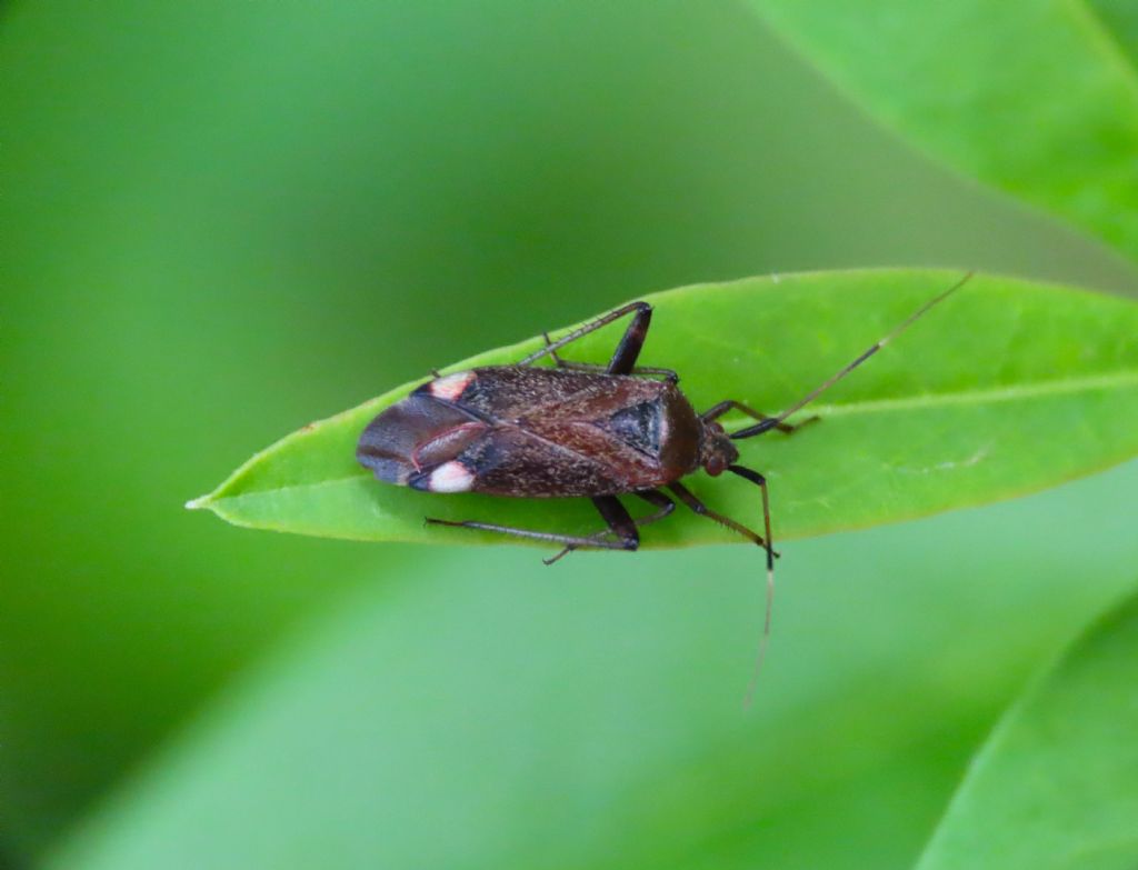 Miridae: Closterotomus annulus