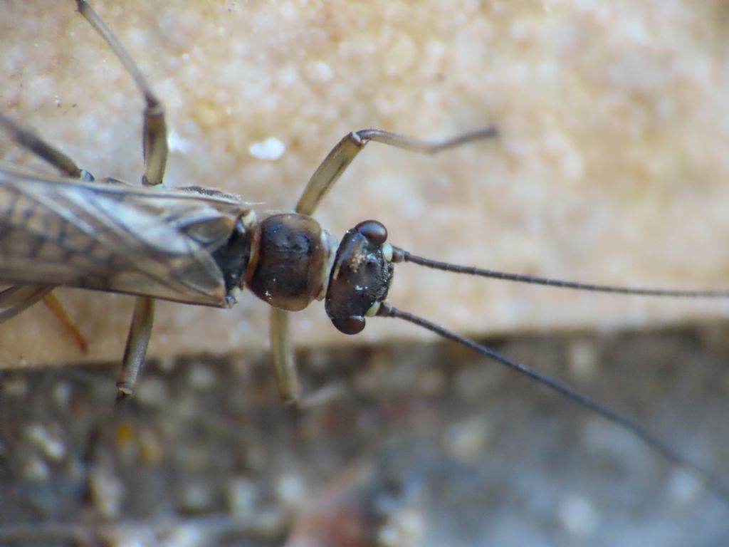 Nemoura sp. (Nemouridae)