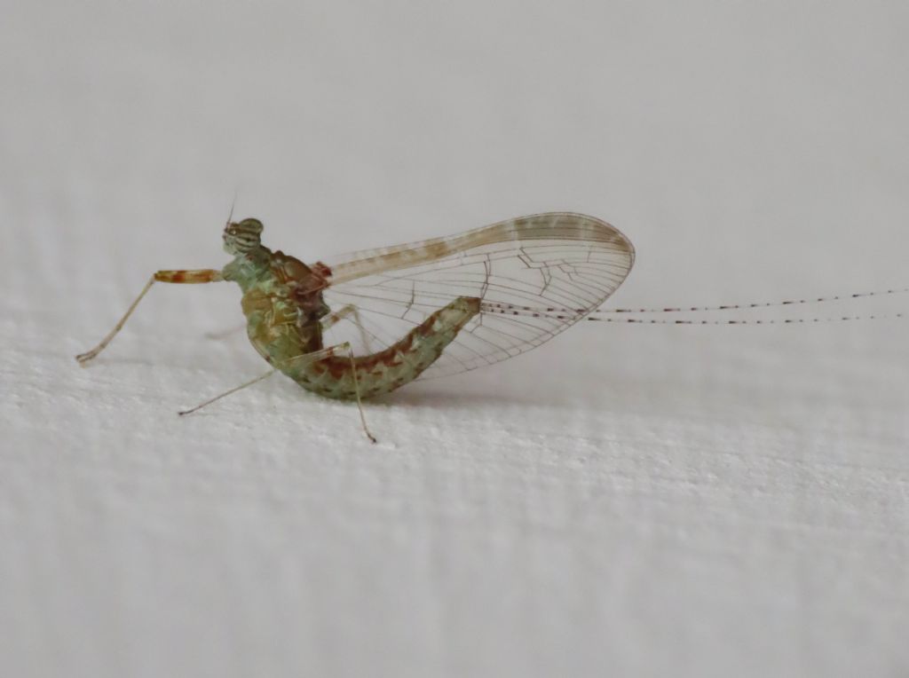 Cloeon cognatum, femmina (Baetidae)
