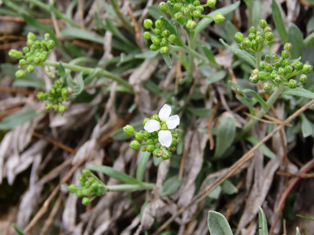 Phyllolepidum rupestre / Alisso rupestre