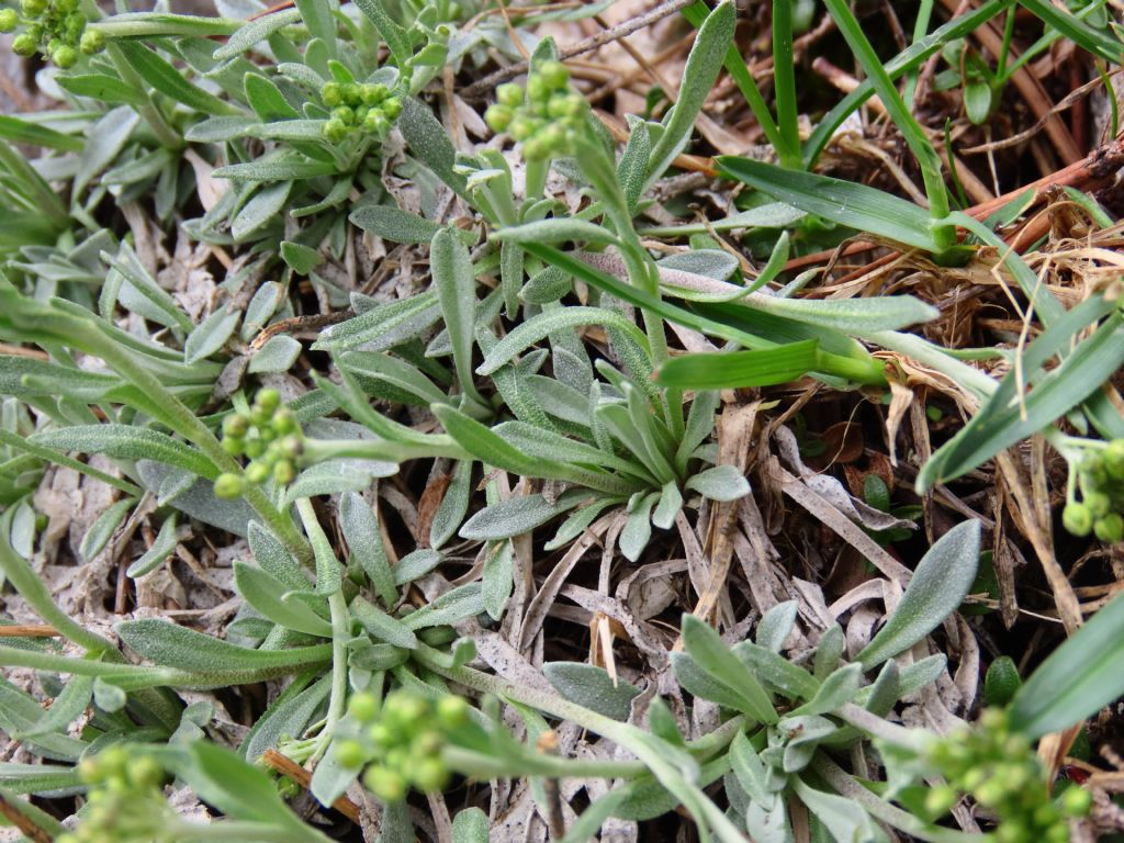 Phyllolepidum rupestre / Alisso rupestre