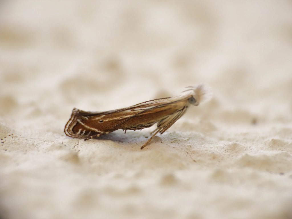 Gelechiidae:Isophrictis cfr. striatella