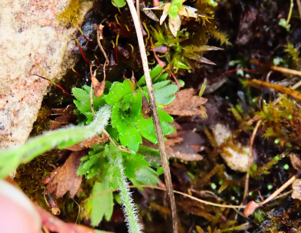 Saxifraga italica / Sassifraga d''Italia