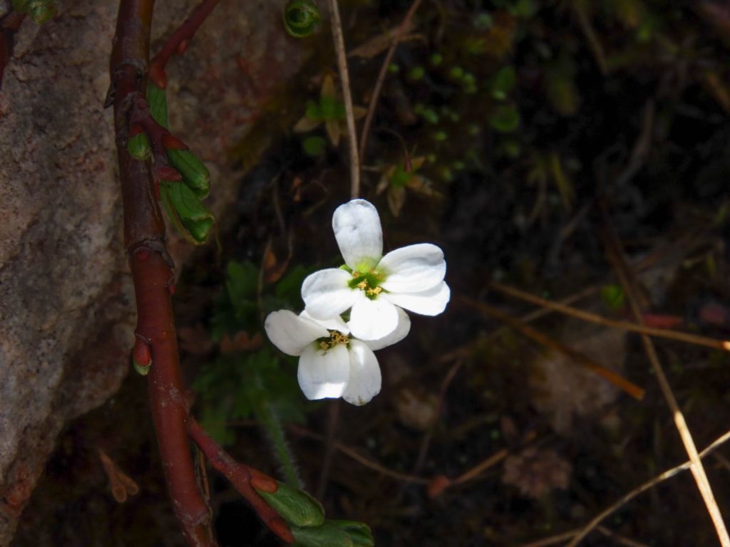 Saxifraga italica / Sassifraga d''Italia