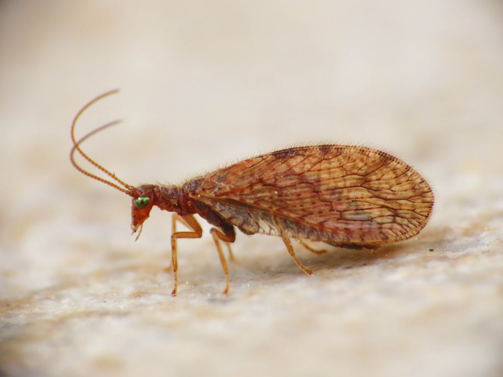 Micromus angulatus (Hemerobiidae)