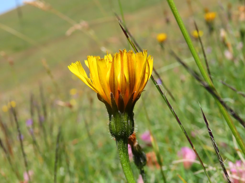 Asteraceae: Leontodon hispidus