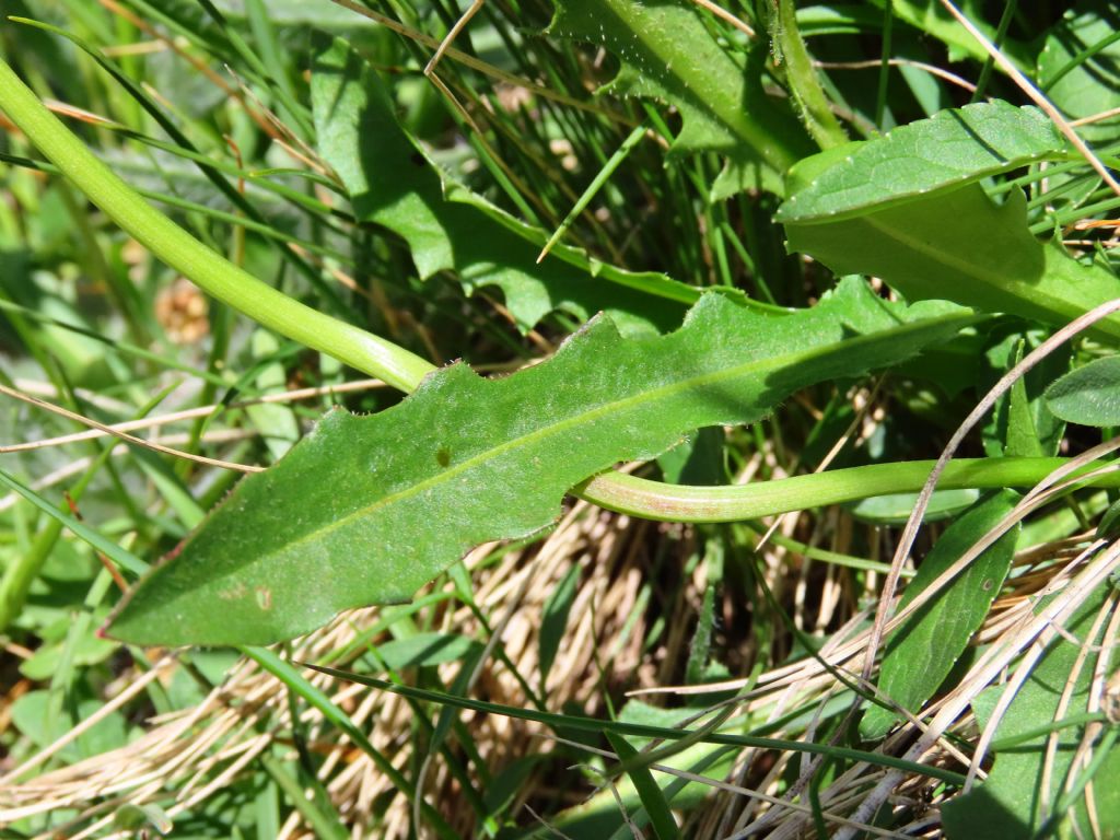 Asteraceae: Leontodon hispidus