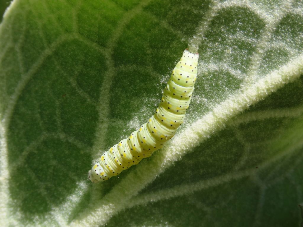 Bruco da identificare: Cucullia verbasci - Noctuidae