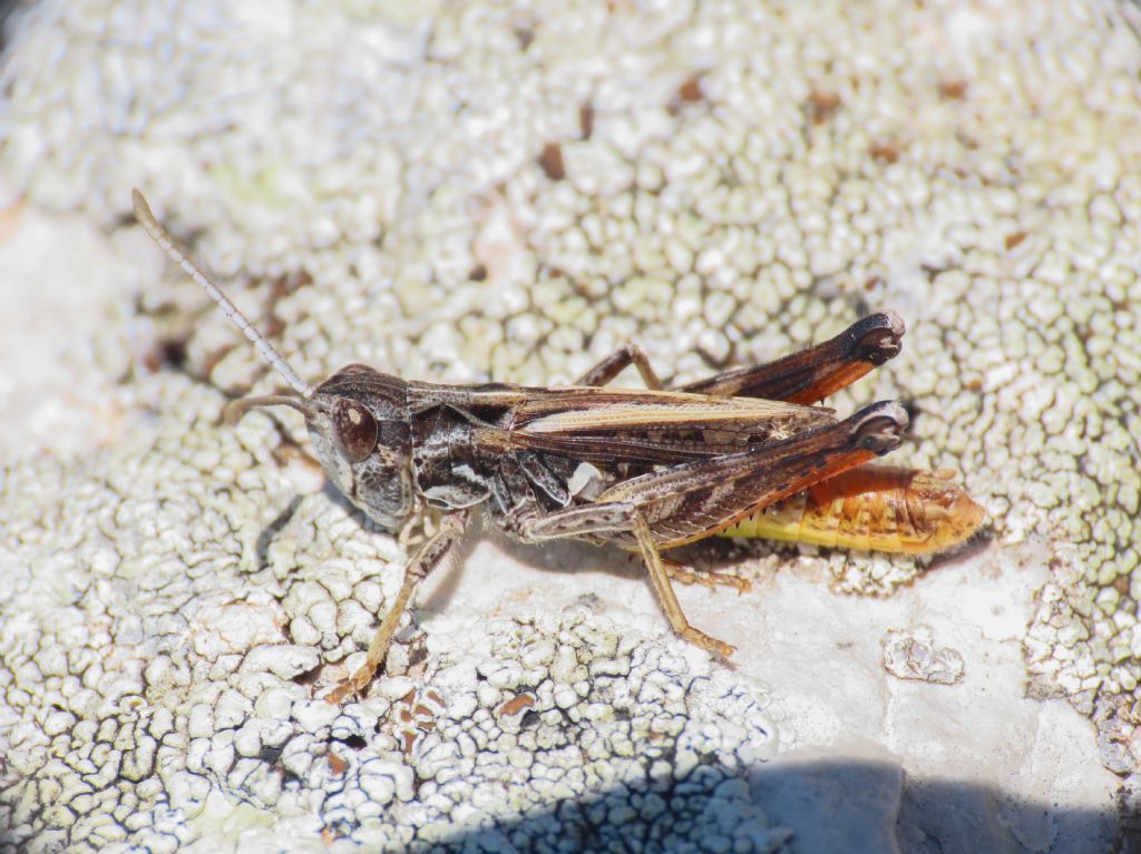 Acrididae  Gomphocerinae, maschio