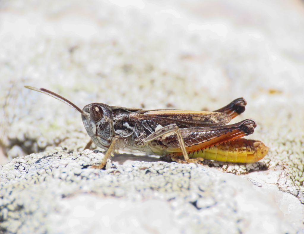 Acrididae  Gomphocerinae, maschio