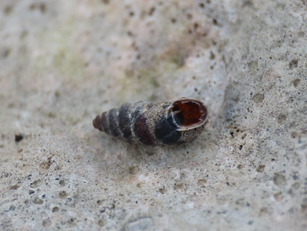 Gasteropode da identificare