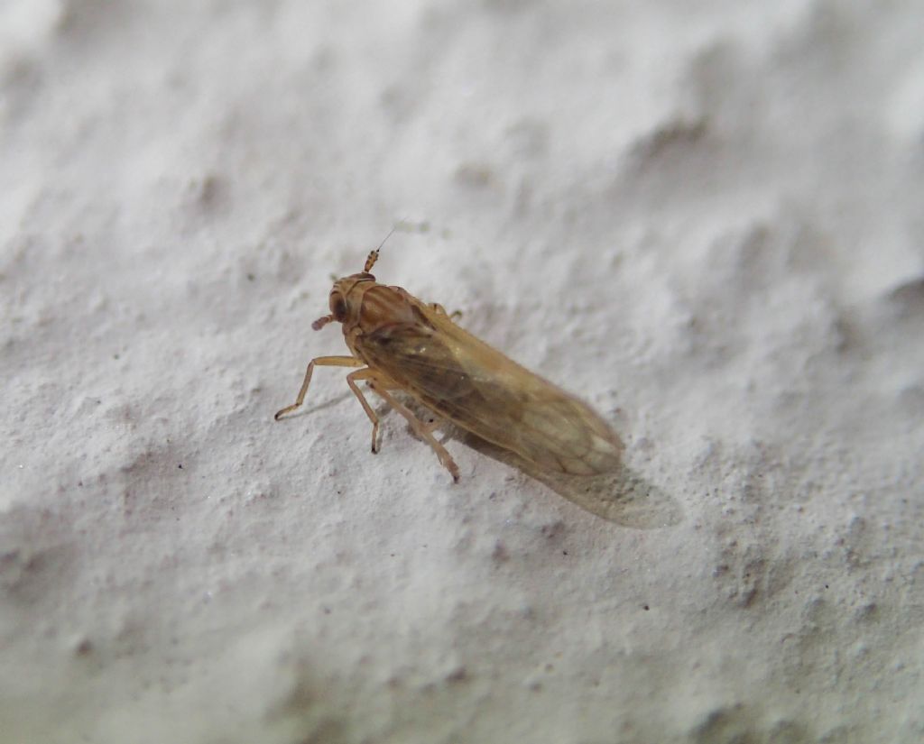 Delphacidae? S...