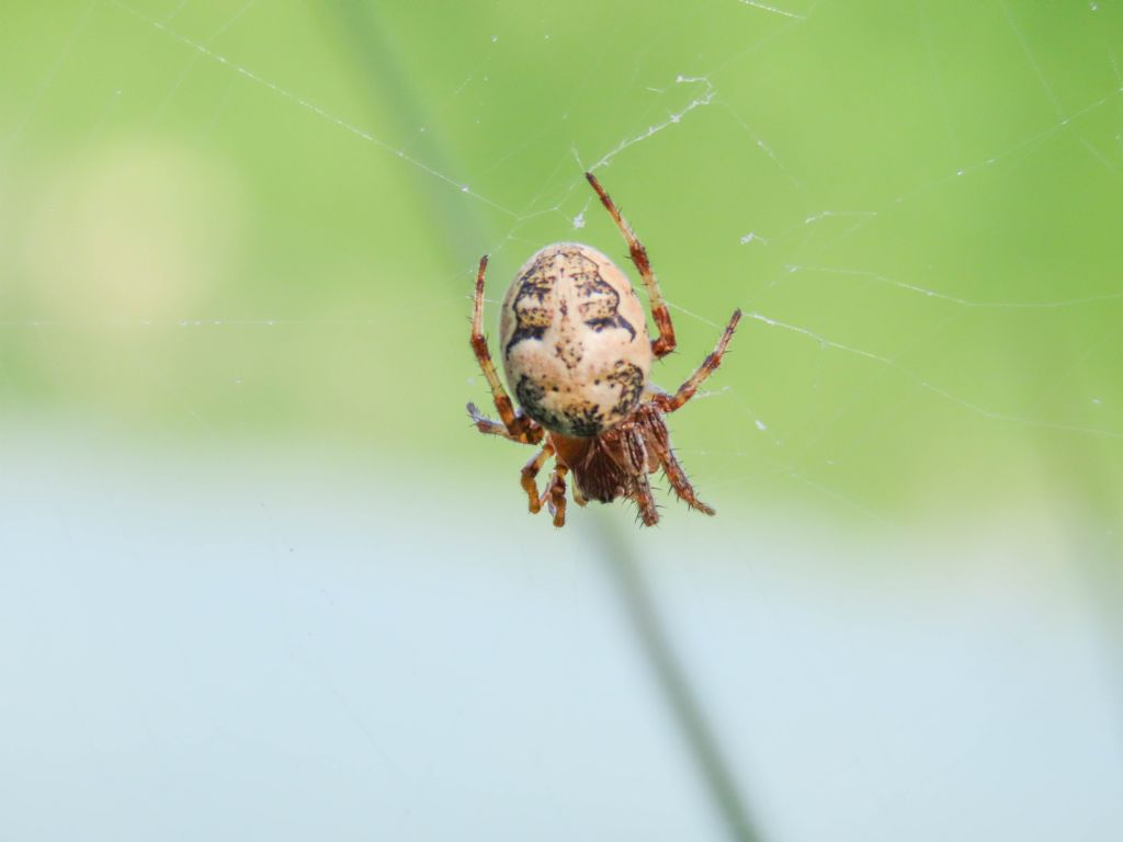 Araneidae: Larinioides cfr. cornutus - Lago Sinizzo (AQ)