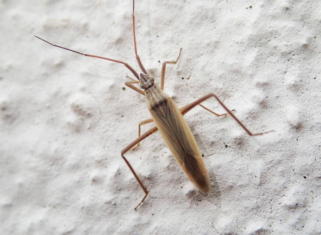 Miridae:  Notostira cfr. erratica