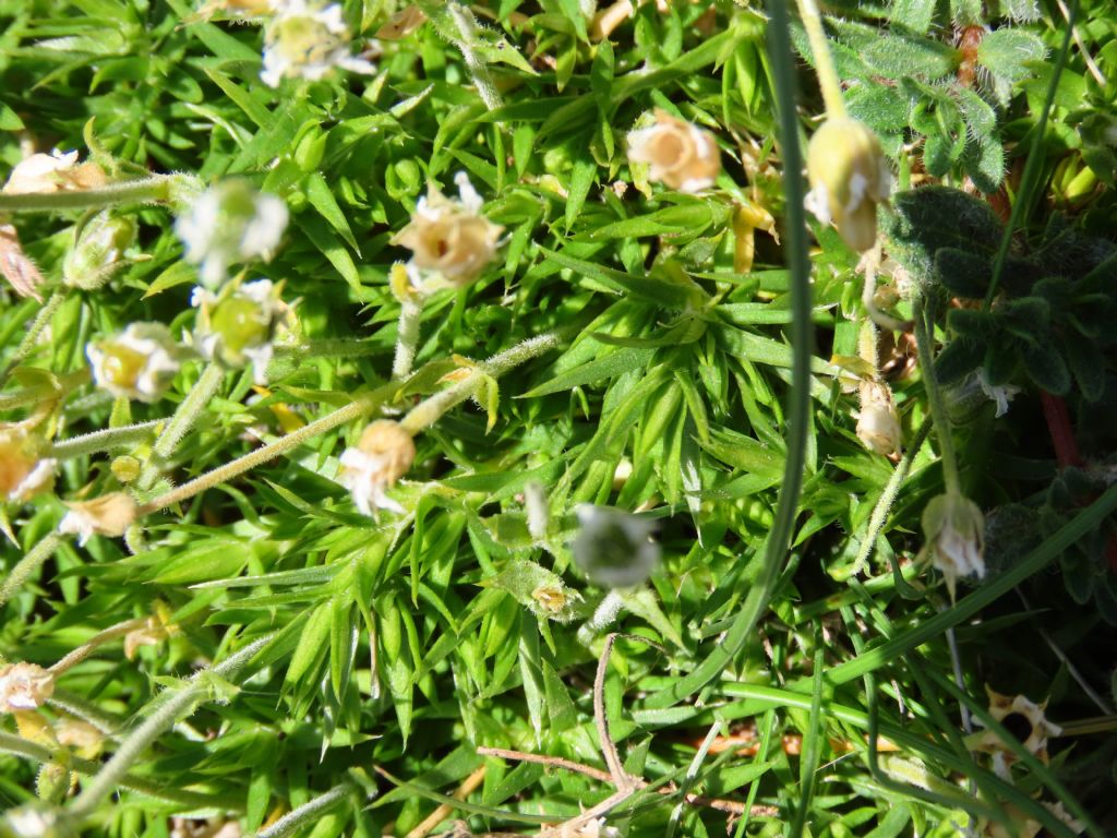 Pianta (Caryophyllaceae?) da identificare