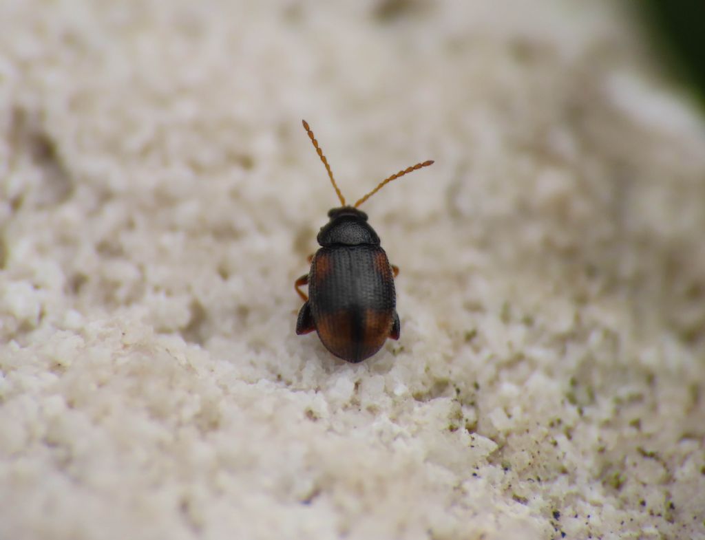 Chrysomelidae: Epitryx atropae