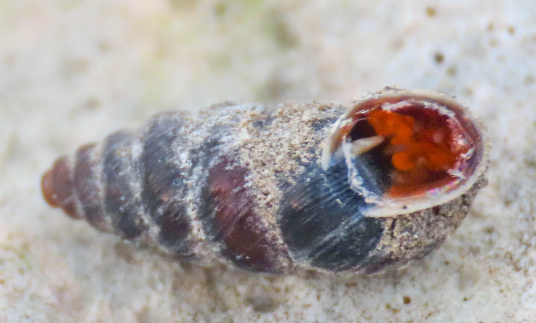 Gasteropode da identificare