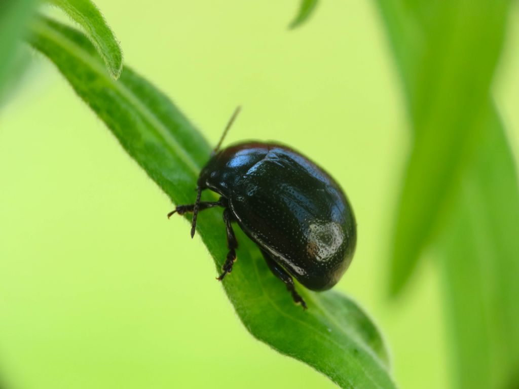 Chrysomelidae: Chrysolina haemoptera