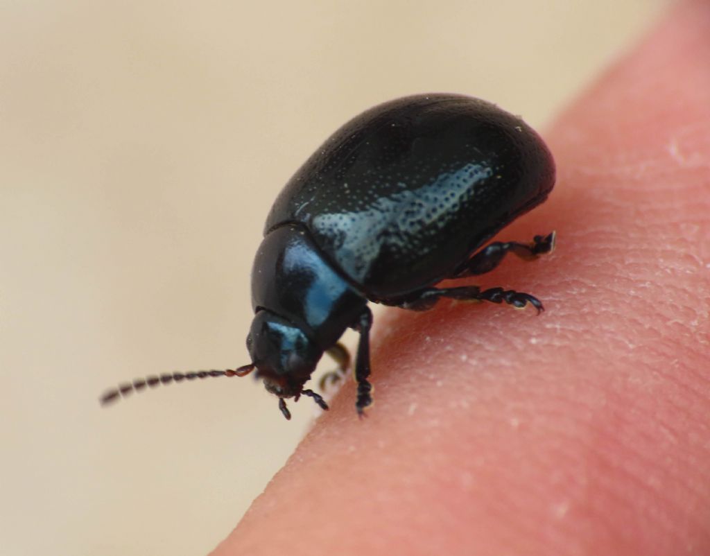 Chrysomelidae: Chrysolina haemoptera