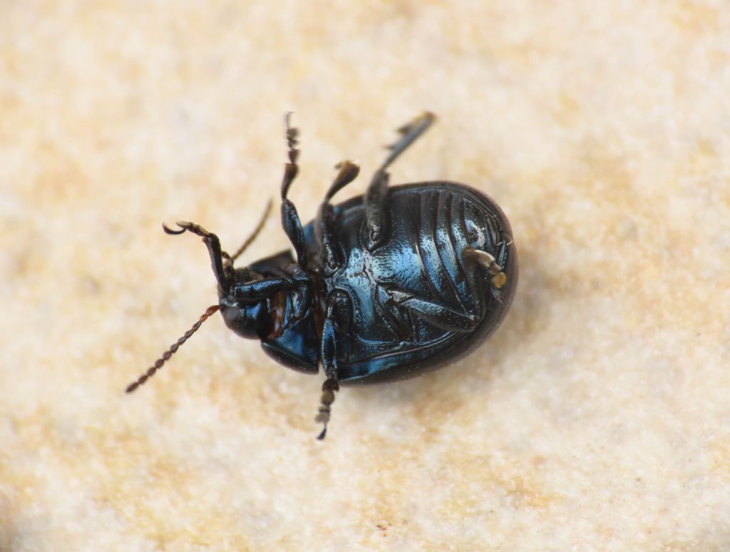 Chrysomelidae: Chrysolina haemoptera