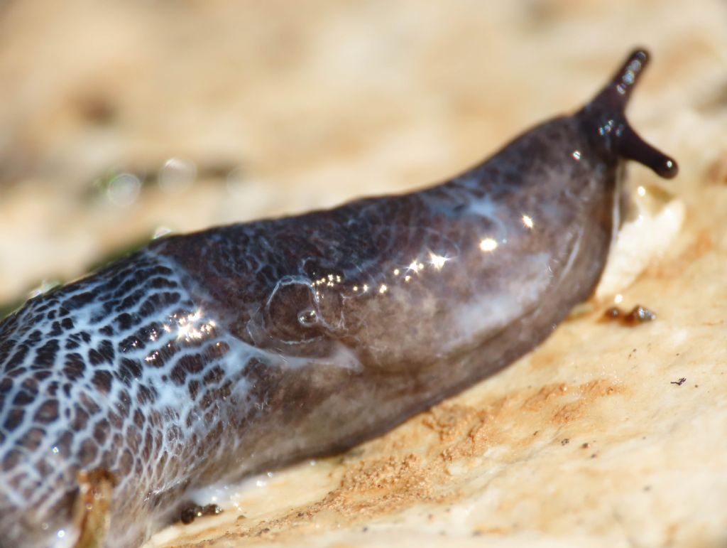 Gasteropode da identificare