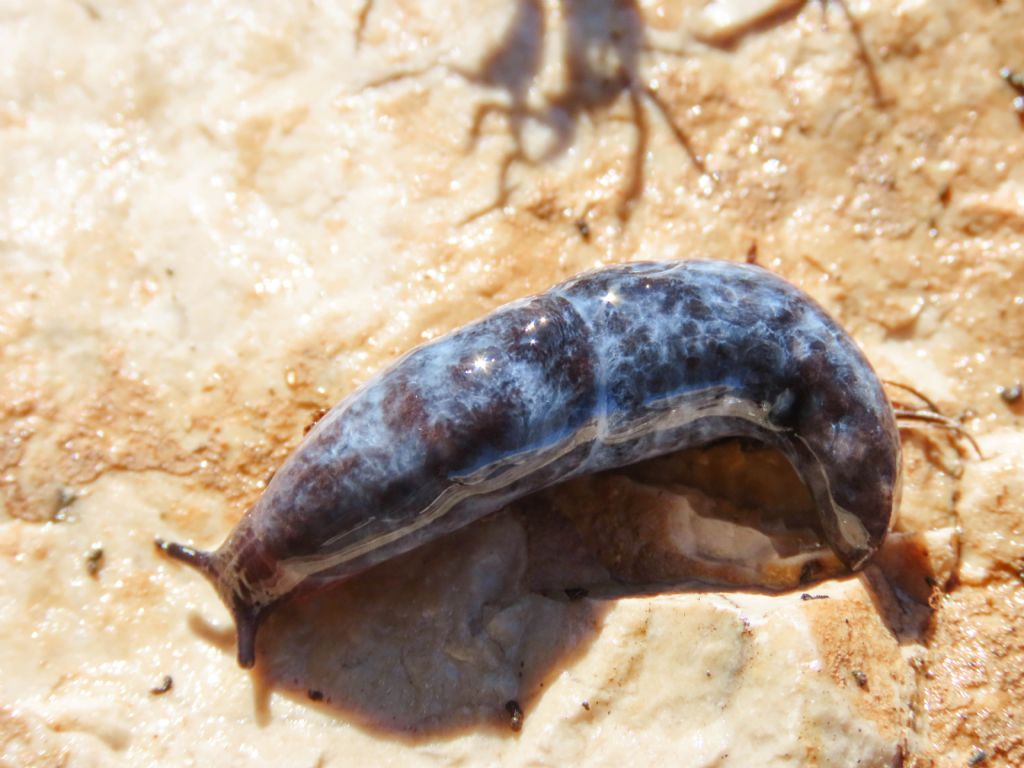 Gasteropode da identificare