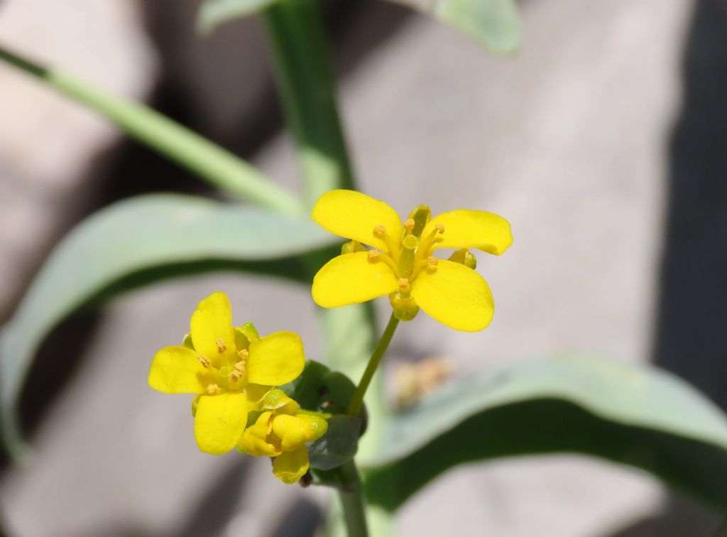 Conferma di identificazione:  Isatis apennina (Brassicaceae)