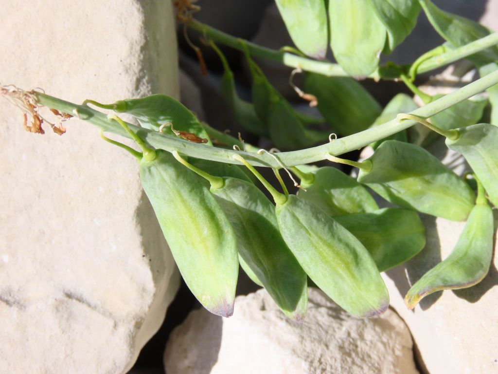 Conferma di identificazione:  Isatis apennina (Brassicaceae)