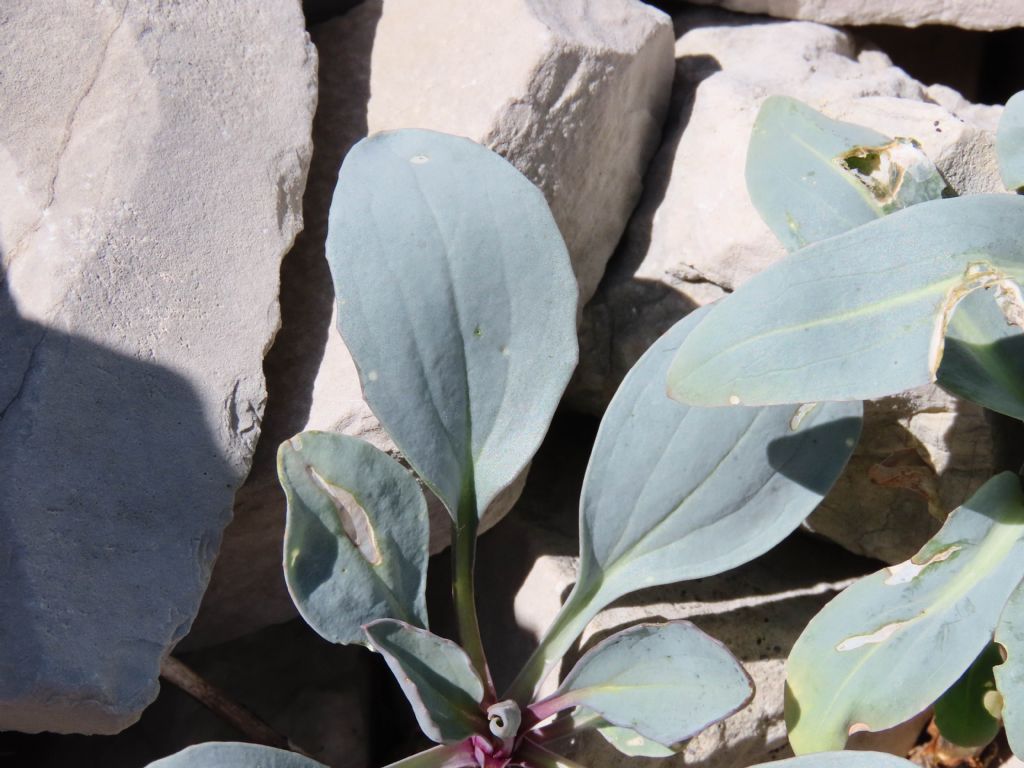 Conferma di identificazione:  Isatis apennina (Brassicaceae)