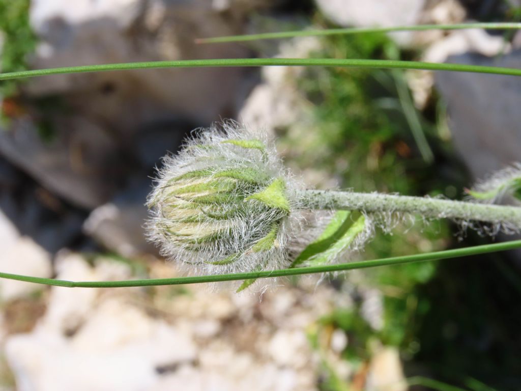 Asteraceae: Hieracium sp. (H.villosum o H. pilosum)