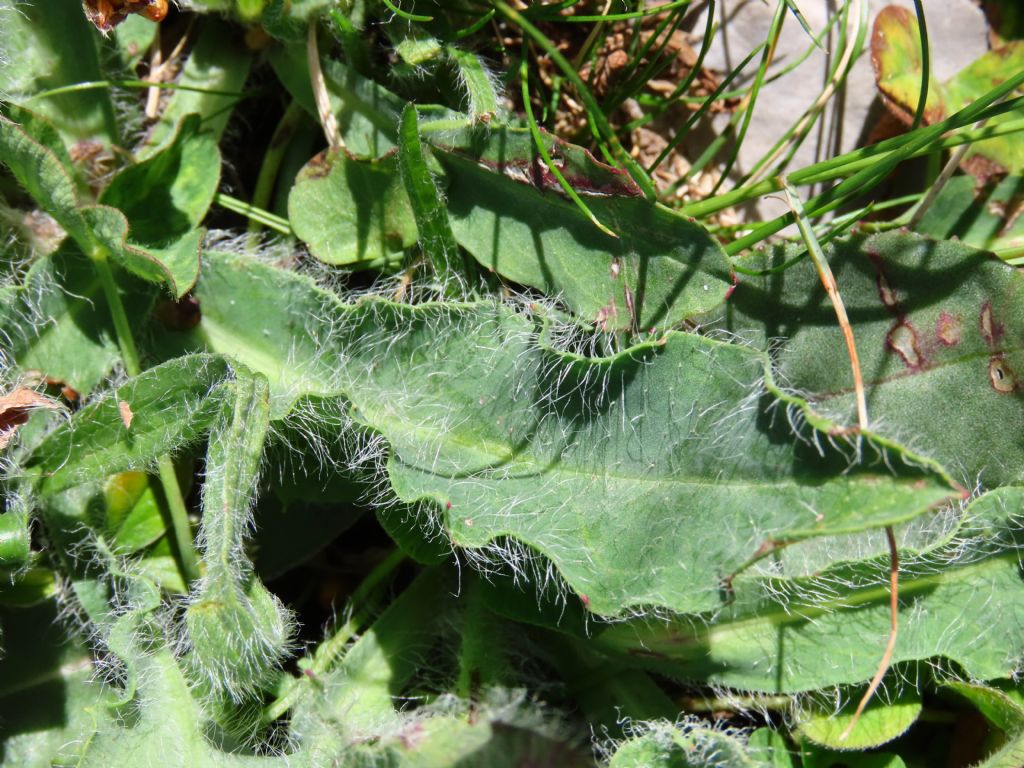 Asteraceae: Hieracium sp. (H.villosum o H. pilosum)