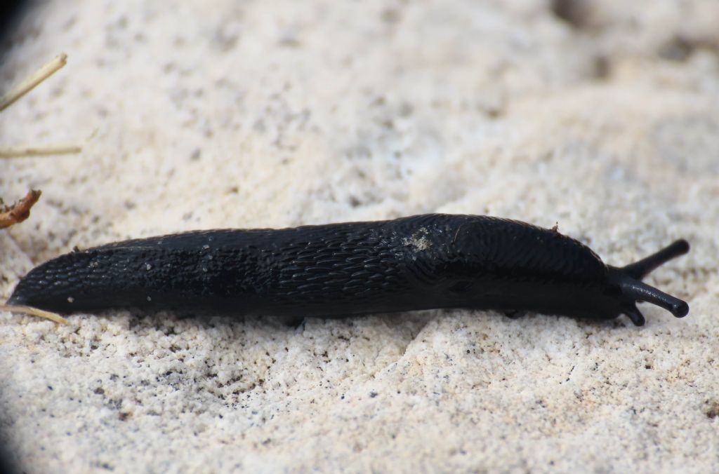 Limax da identificare