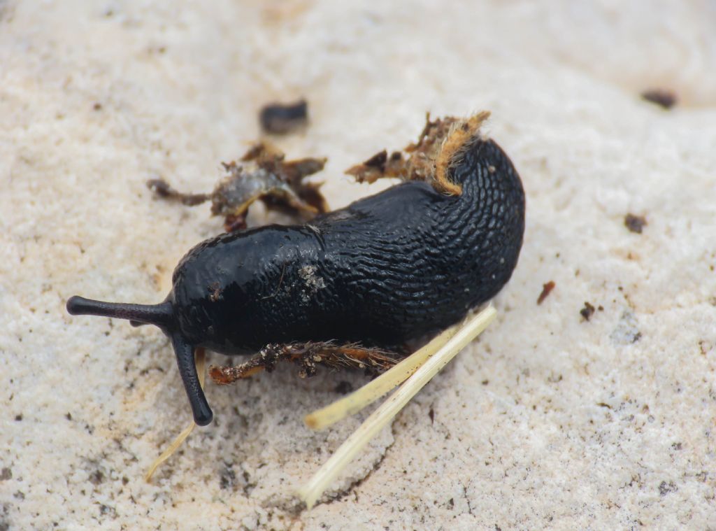 Limax da identificare