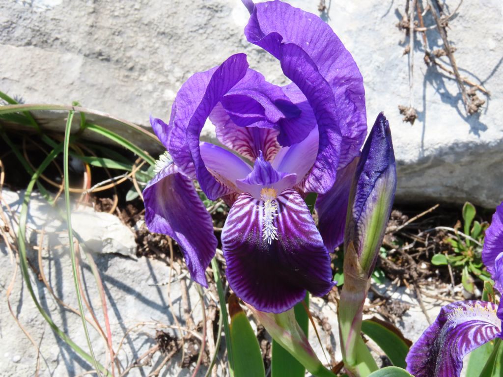 Iris germanica