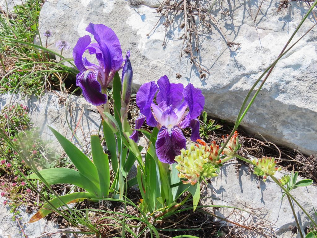 Iris germanica