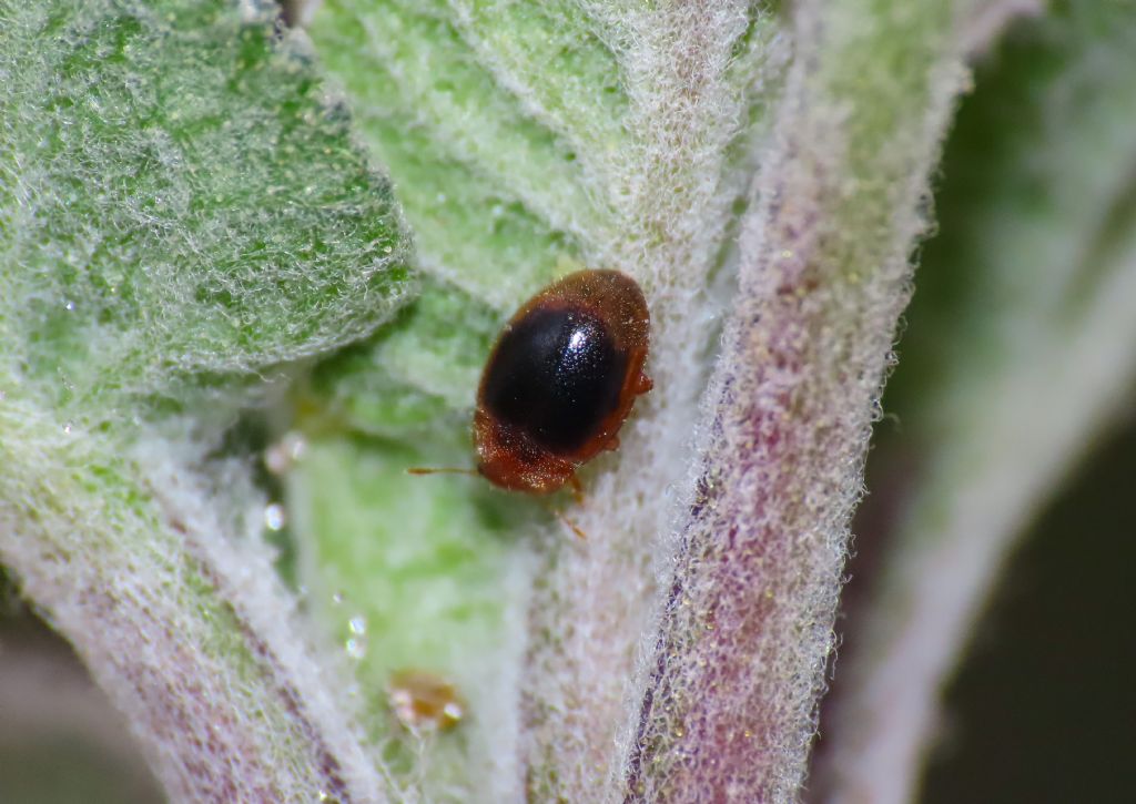 Coccinellidae: Rhizobius litura