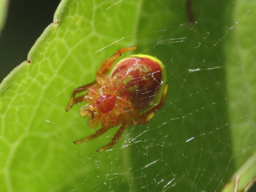 Araniella sp., giovane -  Alba Fucens (AQ)