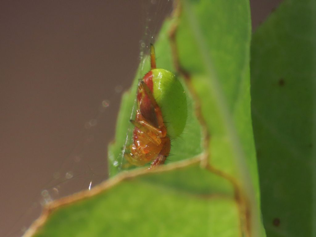 Araniella sp., giovane -  Alba Fucens (AQ)