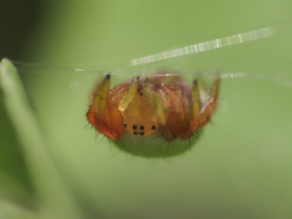 Araniella sp., giovane -  Alba Fucens (AQ)