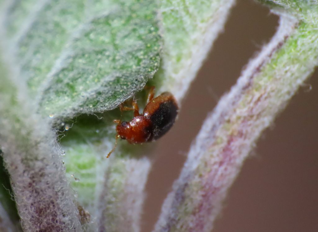 Coccinellidae: Rhizobius litura