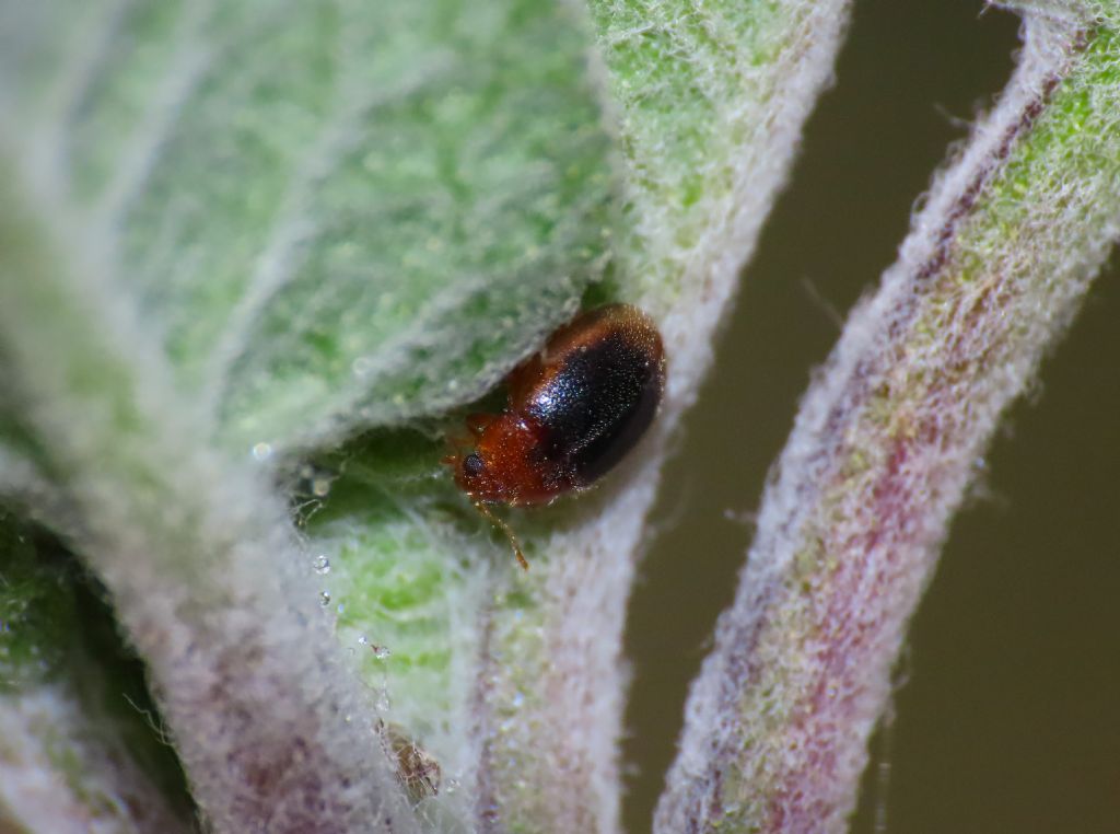 Coccinellidae: Rhizobius litura