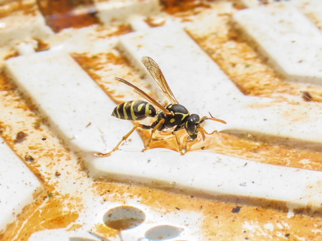 Polistes nimpha, femmina