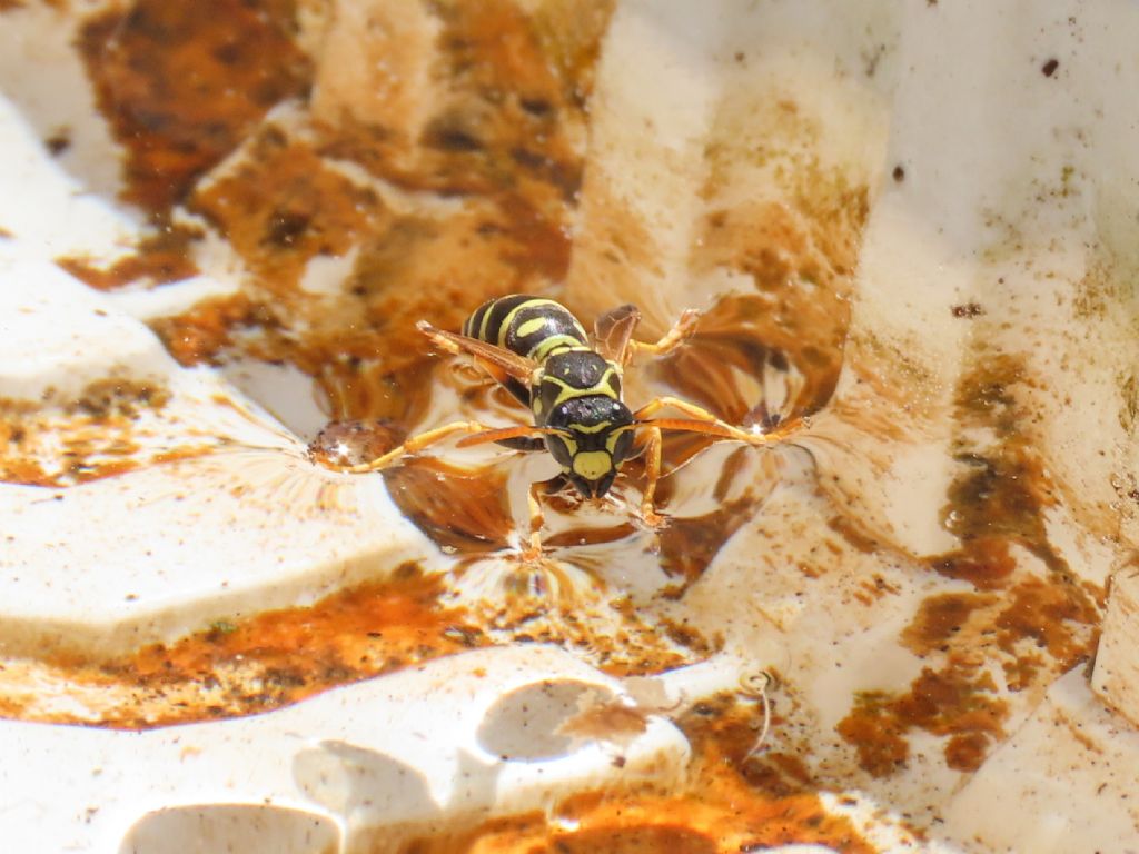 Polistes nimpha, femmina