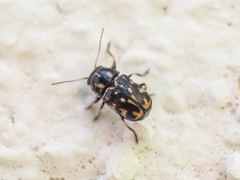 Chrysomelidae: Pachybrachis exclusus ssp. etruscus